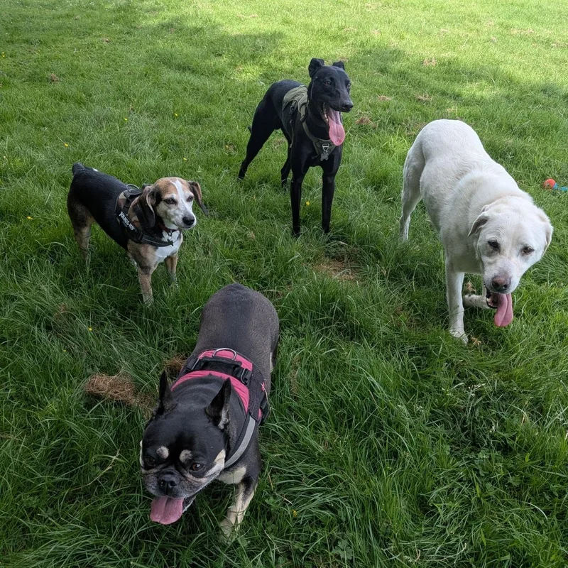 Woof N Ready Liverpool at work